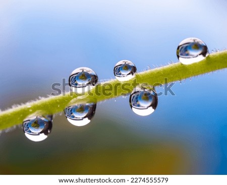 Water drops on a green stem close-up.