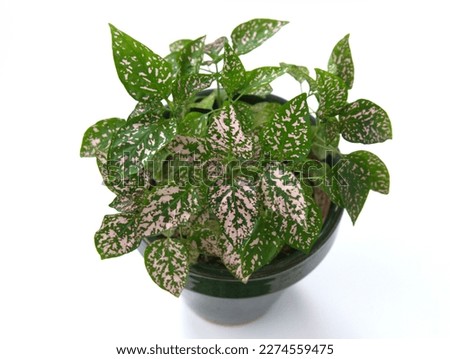Hypoestes phyllostachya, the polka dot plant, is a species of flowering plant in the family Acanthaceae, native to South Africa, Madagascar, and south east Asia, on white background Royalty-Free Stock Photo #2274559475