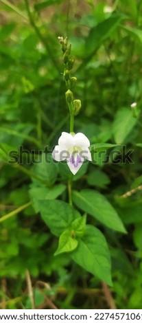 beautiful white flower in the photo with focus