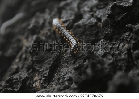 Close up view of Yellow Spotted Milipede on a tree bark
