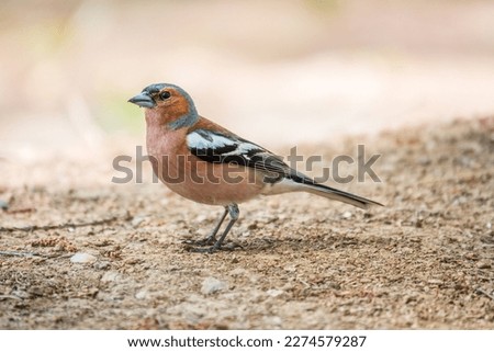 The common chaffinch, Fringilla coelebs, sits on the ground in spring. Beautiful forest bird Common chaffinch in wildlife. The common chaffinch or simply the chaffinch, latin name Fringilla coelebs. Royalty-Free Stock Photo #2274579287