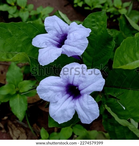 Ruellia squarrosa or water bluebell  images stock photo collection