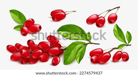 Barberry, wild forest red fruits. Fresh ripe berberis berries on branch with green leaves isolated on transparent background, vector realistic illustration Royalty-Free Stock Photo #2274579437