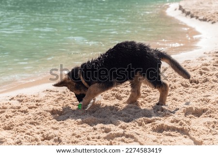 A little puppy is playing with a bottle on the beach. Portrait of a funny German Shepherd puppy. The dog runs along the beach with a bottle in his mouth Royalty-Free Stock Photo #2274583419
