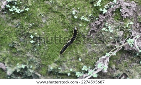Millipedes, luing, luwing, or keluwing are arthropods that have two pairs of legs per segment. Millipedes are an order of invertebrate members belonging to the phylum Arthropoda, class Myriapoda. Royalty-Free Stock Photo #2274595687
