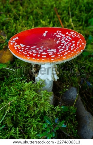 Red Wild Amanita Muscaria Mushroom. A red Amanita Muscaria mushroom growing in the wild.