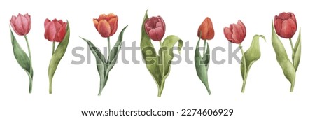 Tulip flowers clipart collection. Red tulips set. Watercolor botanical illustration. Perfect for wedding invitations, cards design