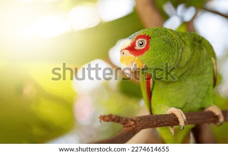 Parrot. Mexican Red Headed Amazone. High quality photo
