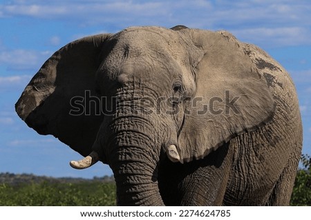 portrait african elephant head, Namibia