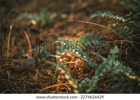 Sunny weather in forest. Macro shot of dark green fern leave agains sunrays