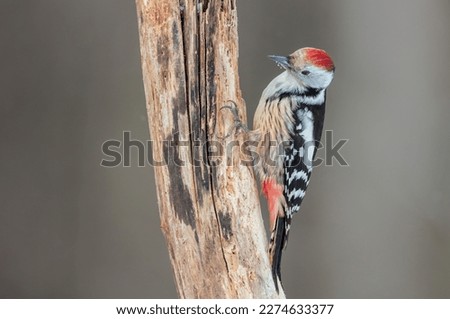Middle Spotted Woodpecker - in the wet forest in winter