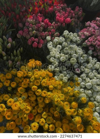 Flowers. Field of flowers. Roses. Quality photos. Nature. Floral. Garden. Leafs. Texture. Screensaver for phone.