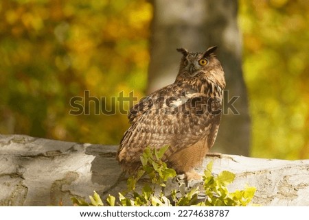 Portrait of a eagle owl in the nature habitat. Bubo bubo. A beautiful owl sits on a tree trunk. 