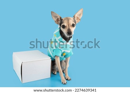 dog clothes,pet accessories delivery,small dog in sweater with box package by order,copy space