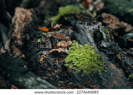 mushrooms in the wet forest