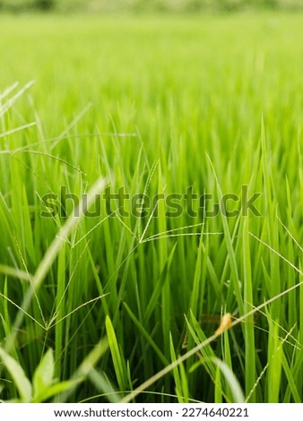 Grass background for graphic design vector. blurry, artistic abstract image. Photography background picture.