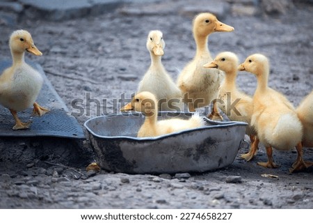 Ducklings for a walk in the countryside