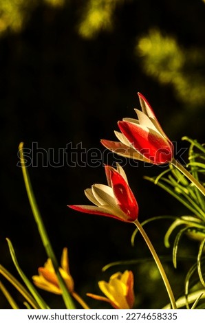 colorful botanical tulips shining in spring sunlight on black background, isolated