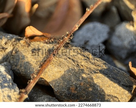 Close up view of group of black ants on a rock landscape. Macro photography