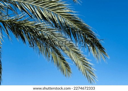 Date palm leaves against the sky in southern Sicily