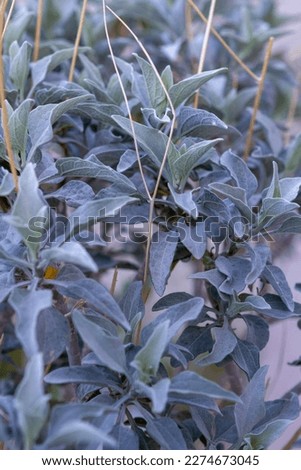 Brittlebush, Encelia farinosa in the California desert Royalty-Free Stock Photo #2274673045