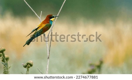 Colorful Bee Eater in the Danube Delta	