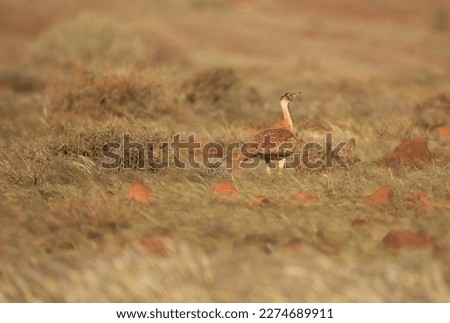 white bellied bustard in Namibia's grassland