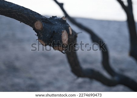 spring pruning of trees, cut tree trunks,  cut branches of shrubs, sanitary pruning of trees, trimming trees,  pruning trees, tree branches, close-up view of a tree, cut tree, on a gray background