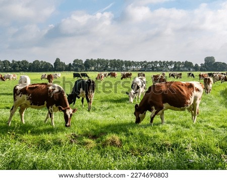 Herd of Friesian Holstein and Red-White diary cows grazing on green meadow in polder near Langweer, Friesland, Netherlands Royalty-Free Stock Photo #2274690803