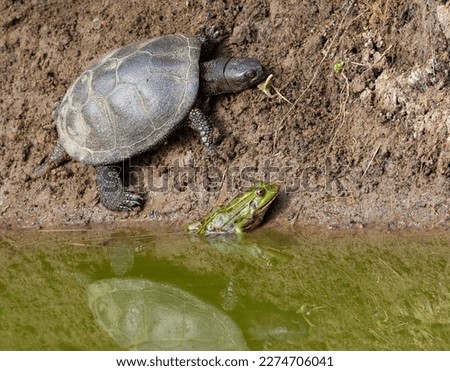 European pond turtle, Emys orbicularis. A turtle basking on the beach, a frog sits next to it