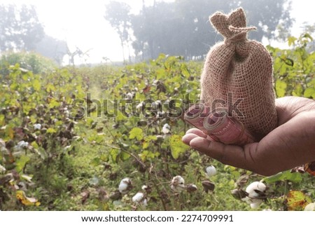 peruvian pima cotton farm with money bag for harvest are cash crops