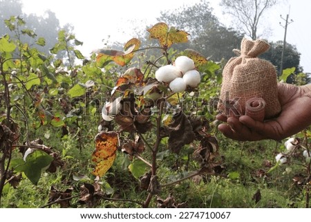 peruvian pima cotton farm with money bag for harvest are cash crops