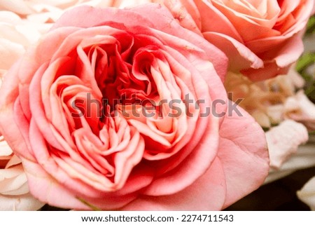 The background is made of peach roses. Beautiful flowers. Gift. Beautiful bouquet of flowers. A sign of attention. A gift to your beloved. Background.
