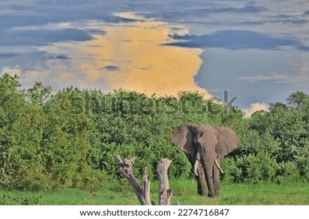 Elephant in Nature in Botswana