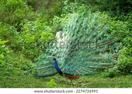 Indian peafowl or Pavo cristatus or male peacock display his wings and dancing with full colorful wingspan to attracts female partners for mating in natural monsoon green forest of central india asia Royalty-Free Stock Photo #2274726991