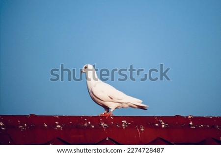 White Dove picture on top of a roof