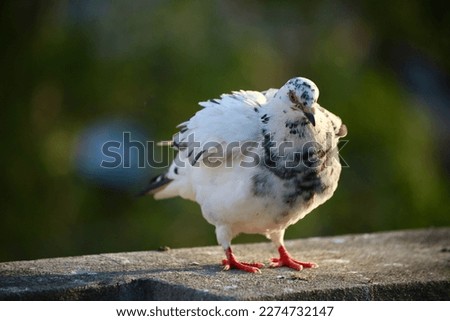Picture of male dove aroused during mating