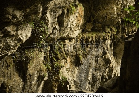 A rocky wall covered with light and a plant in Sagada, Philippines.