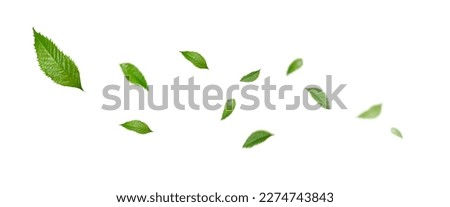 Green Floating Leaves, Air Purifier Atmosphere Simple Main Picture	 Royalty-Free Stock Photo #2274743843