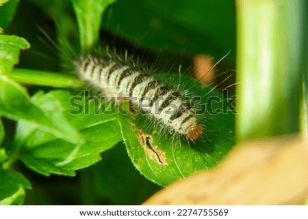 a caterpillar is on a leaf in search of food