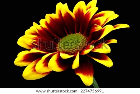 amazing pic sunflower in my country. thats good photos in my garden