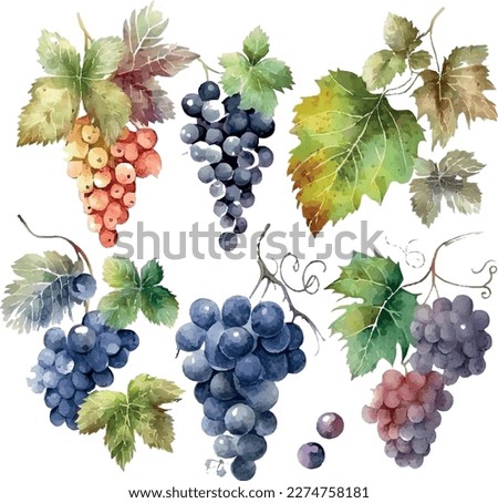 Vector Grapes. set of grapes and vine leaves watercolor illustration. White, red and pink grapes Royalty-Free Stock Photo #2274758181