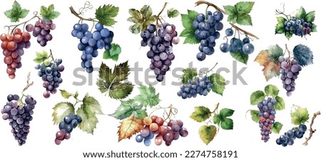 Vector Grapes. set of grapes and vine leaves watercolor illustration. White, red and pink grapes Royalty-Free Stock Photo #2274758191