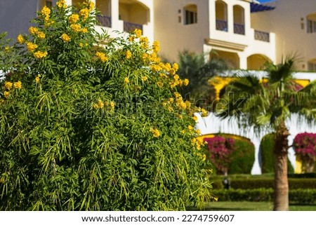 Beautiful yellow bushes on the territory of luxury hotel situated on the tropical resort on Red Sea coast in Sharm el Sheikh, South Sinai, Egypt, Africa. Royalty-Free Stock Photo #2274759607