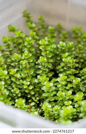 an emersed plant rotala rotundifolia green is a fast growing low tech aquarium plant  Royalty-Free Stock Photo #2274761217