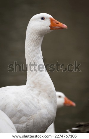 Portrait of the beautiful goose, with white and brown feathers and orange beak, animals located in the Tajo river in the ecological path of the city of Toledo, Castilla La Mancha, Spain. Royalty-Free Stock Photo #2274767105