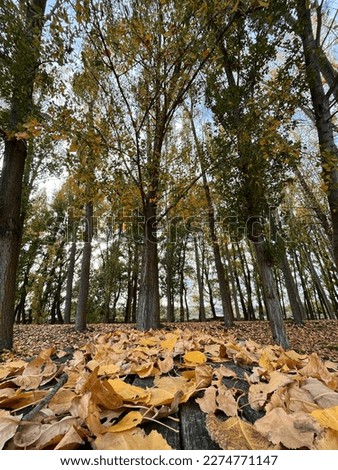 A forest of trees with leaves on the ground 