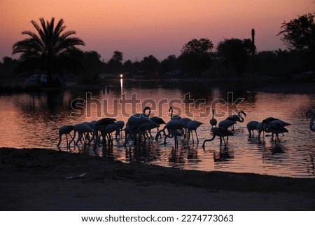 Group of Flamingos from Love Lake Dubai early morning