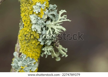 Lichen Xanthoria parietina and other lichens on dead branch Royalty-Free Stock Photo #2274789379