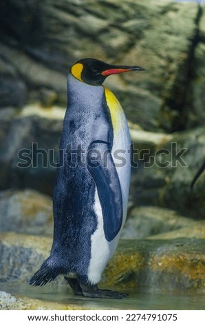 King penguin standing in front of a stone background